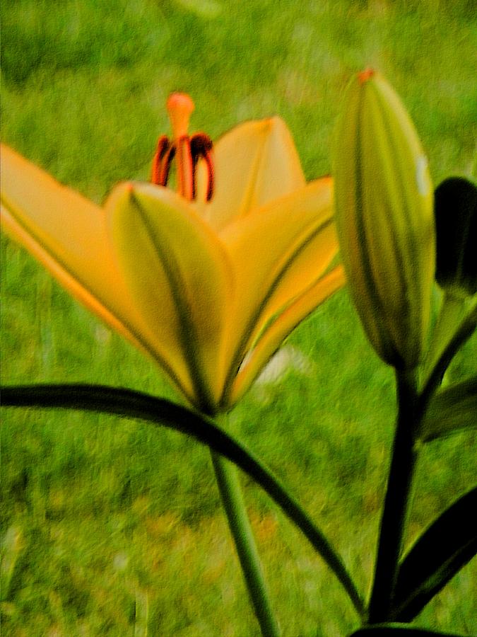 Impressionistic Yellow Lily Photograph by Beth Akerman | Fine Art America