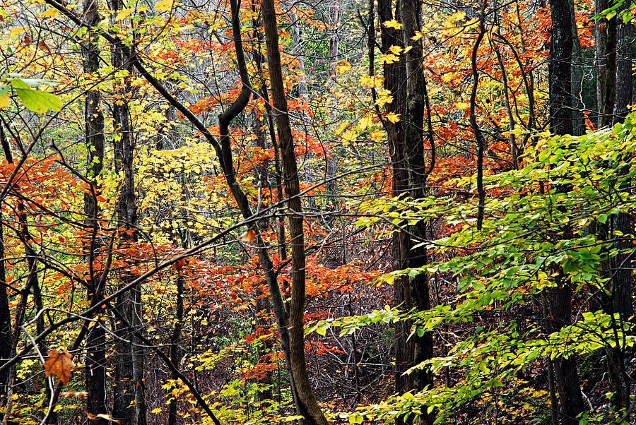 Impressions of Autumn 2 Photograph by Larry Ricker