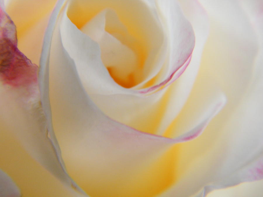 Impressions of Fragile Rose Petals Photograph by Mary Sedivy Fine Art