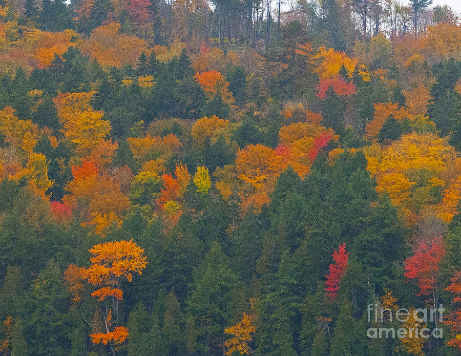 Autumn Leaves Photograph - Imprssions of Autumn by Charles Ridgway Autumn Leaves Photograph - Imprssions of Autumn by Charles Ridgway