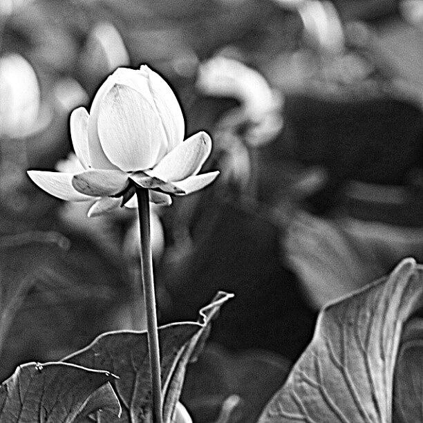 Blackandwhite Photograph - In A Field Of A Thousand Flowers You by Maria Firkaly