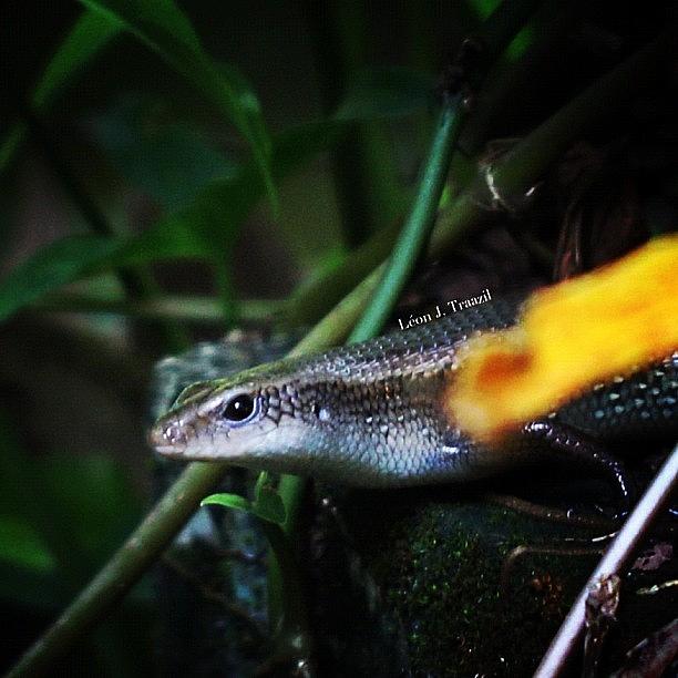 Nature Photograph - In A Skink Of An Eye, It Disappeared by Leon Traazil