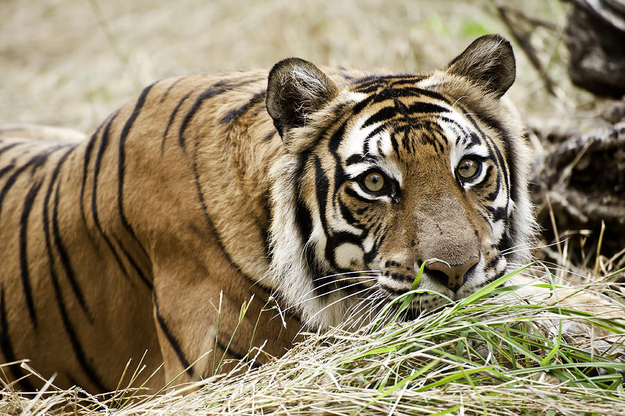 Animal Photograph - In a Tigers Gaze by Melany Sarafis