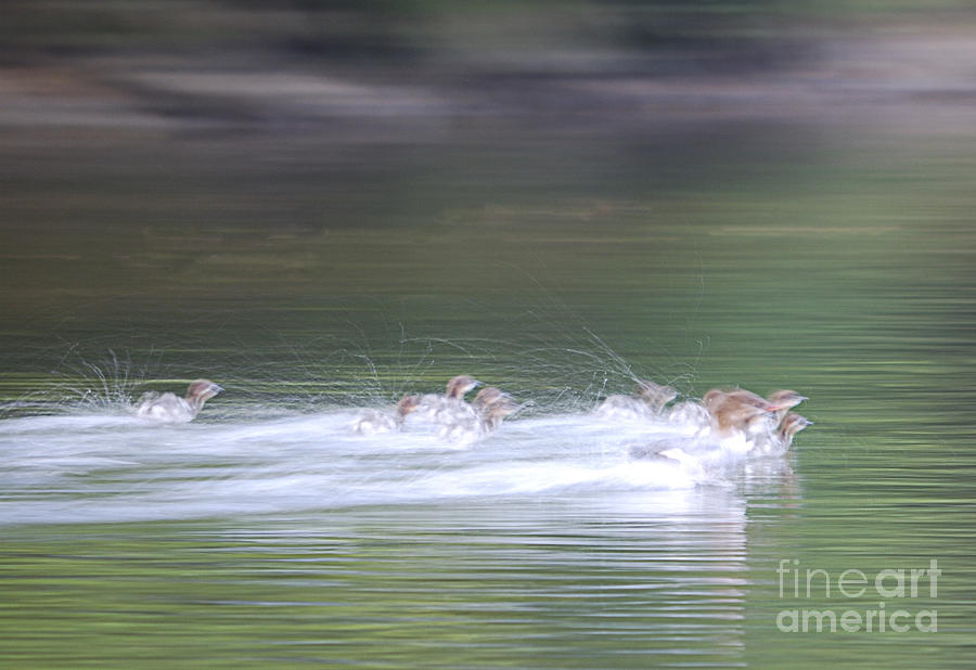 Bird Photograph - In Action by Randy Bodkins