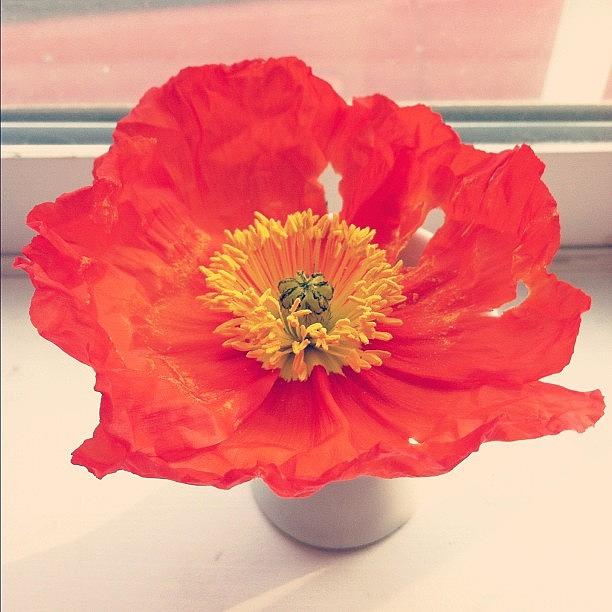 Nature Photograph - In Bloom. #orange #flower #poppy by Allison Faulkner