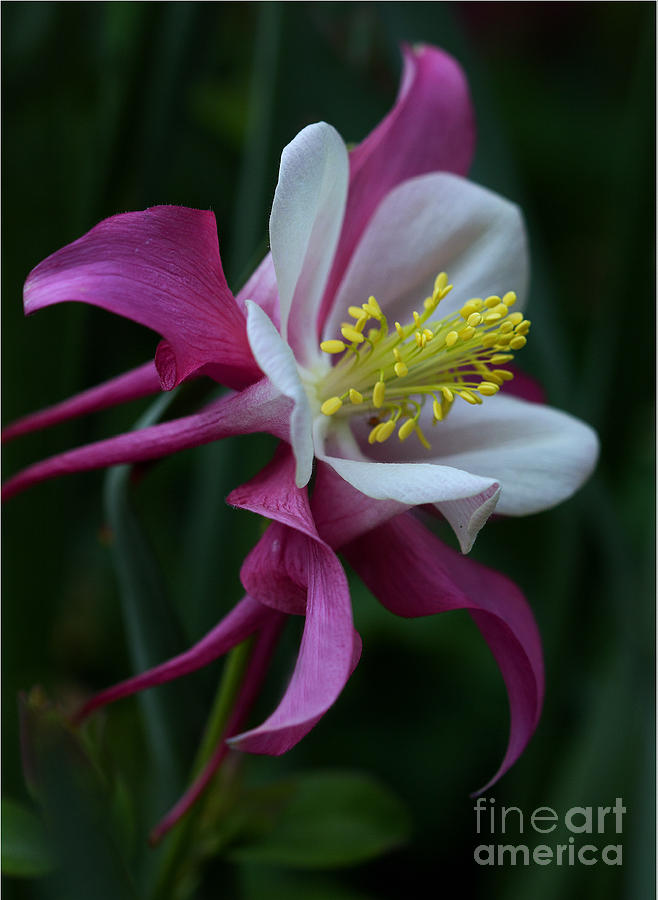In Bloom Photograph by Robert Pilkington