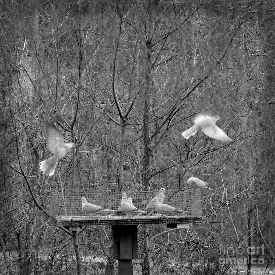 In Coming Taking Off Photograph by Donna Brown