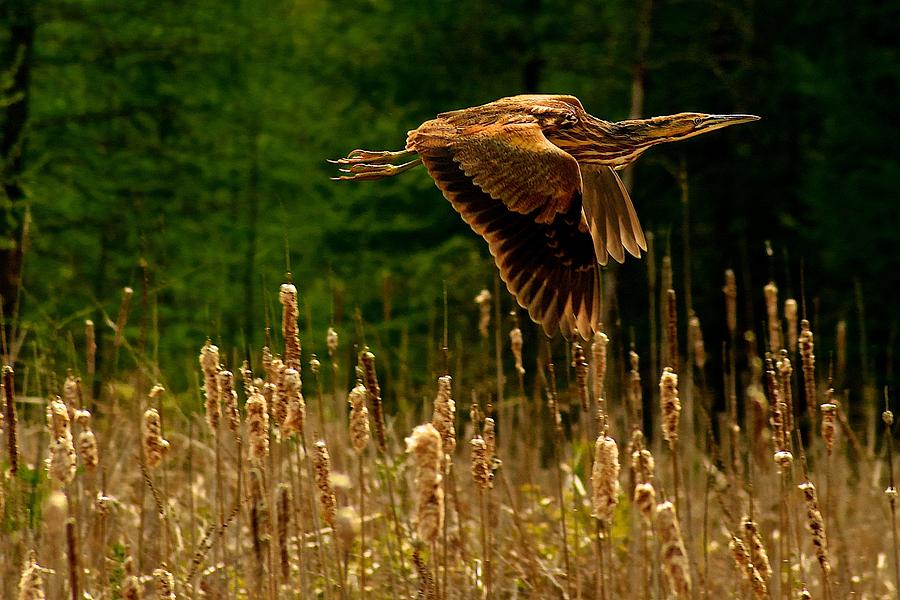 In Flight Photograph by Prince Andre Faubert