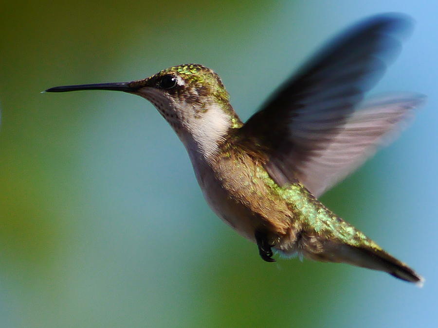 Ruby-throated Hummingbird Photograph - In Flight by Anthony Walker Sr