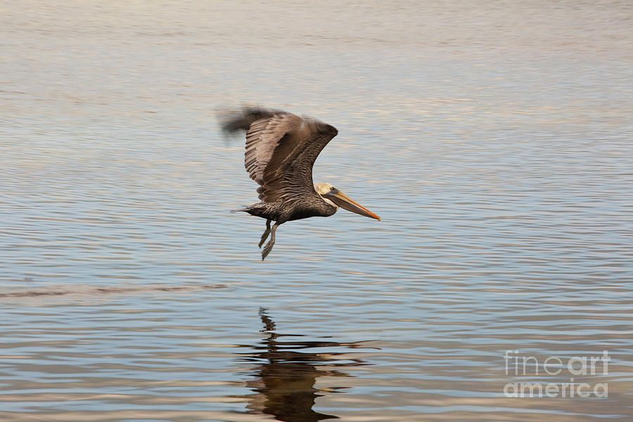 Nature Photograph - In Flight by Keith Kapple