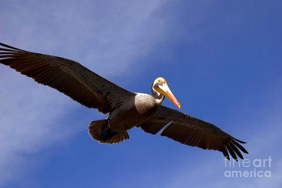 In Flight Pelican Photograph by Susanne Van Hulst