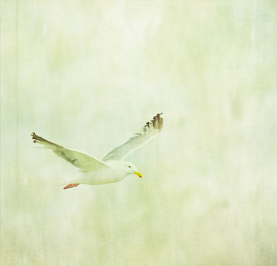 In Flight Photograph by Rebecca Cozart