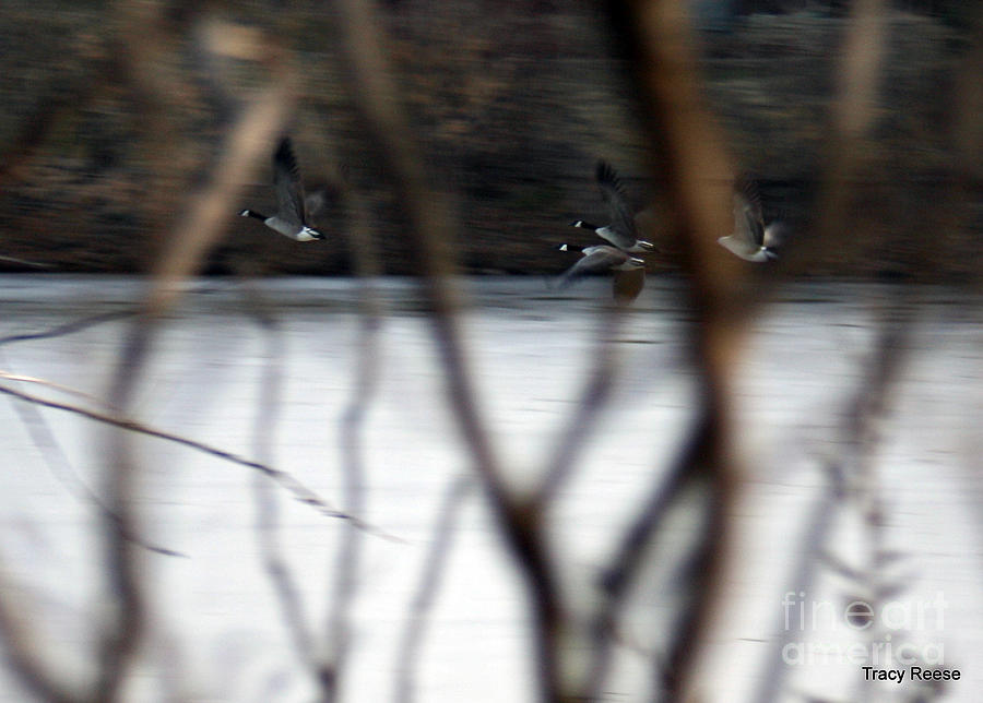 Geese Photograph - In Flight by Tracy Reese