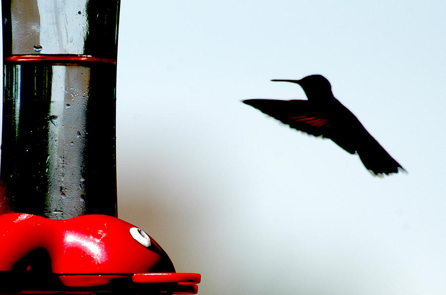 Hummingbird Photograph - In Flight by Wanda Brandon