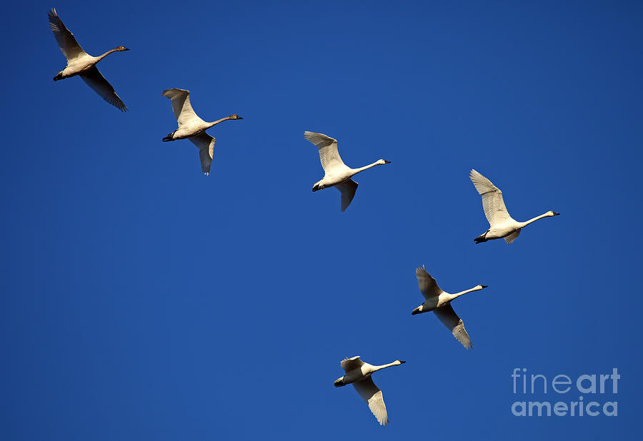 Wildlife Photograph - In Formation by Michael Dawson