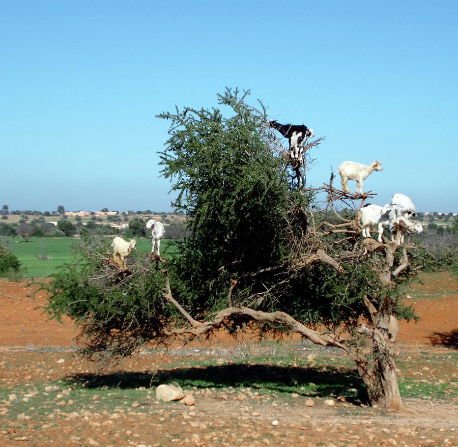 In Morocco Goats Grow on Trees Photograph by Miki De Goodaboom
