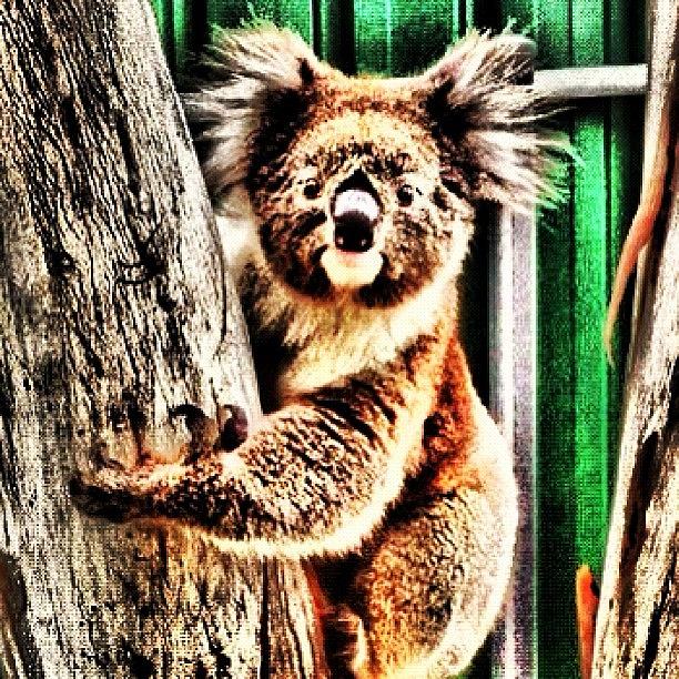 Nature Photograph - In My Front Yard. Repost W Edit. #koala by Cherie Harvey