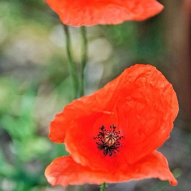 Nature Photograph - In My Garden #poppy #poppies #red by Val Lao