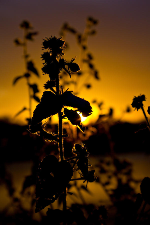 Sunset Photograph - In Sunsets Glow by Mark Andrew Thomas