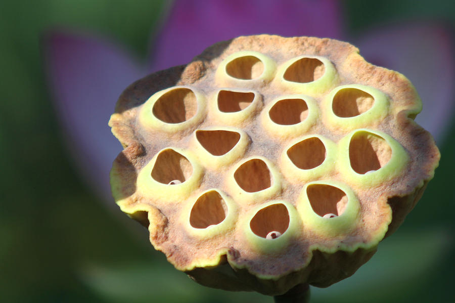 Flower Photograph - In The End by Jose Rodriguez Flower Photograph - In The End by Jose Rodriguez