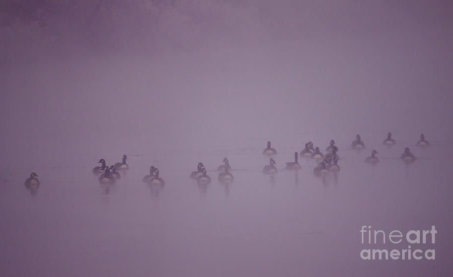 Geese Photograph - In The Fog by Ang El