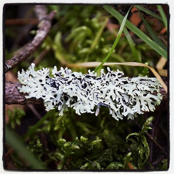 Lichen Photograph - In The Forest. #igrussia #russia by Michael Goyberg