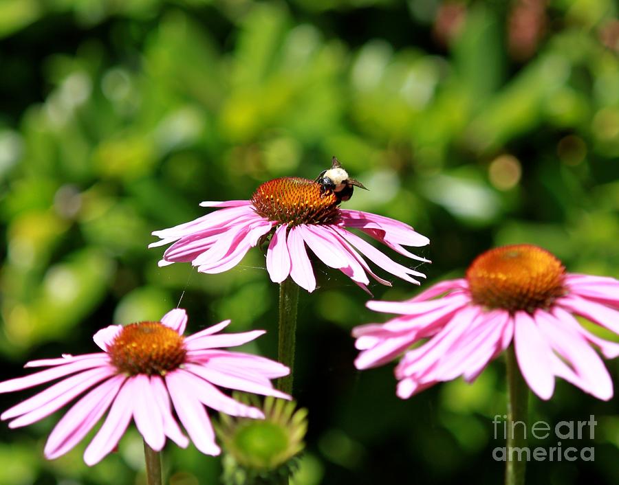 Nature Photograph - In the Garden by Erica Hanel