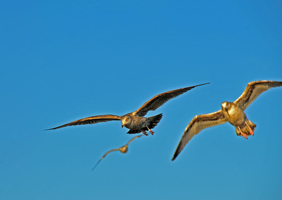 In The Lead Photograph By Mike Martin Fine Art America