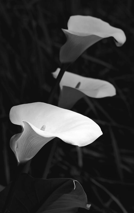 In the Light Calla Lily Flowers Black and White Photograph by Jennie Marie Schell