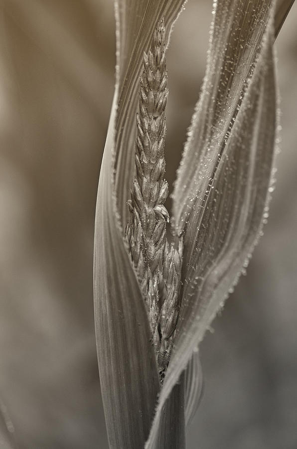 In the Maize Photograph by Sue Capuano