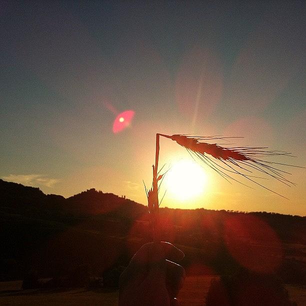 Sunset Photograph - In The Middle Of The Crop Circle by Francesca Sara