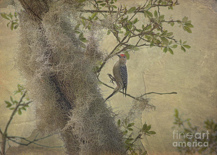 Woodpecker Photograph - In The Moss by Deborah Benoit