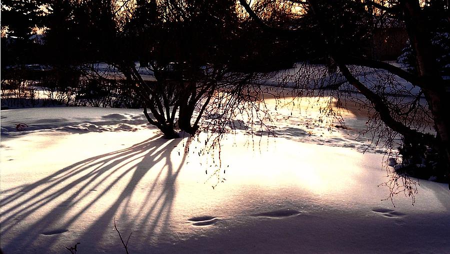 Winter Photograph - In the Night by Shirley Sirois