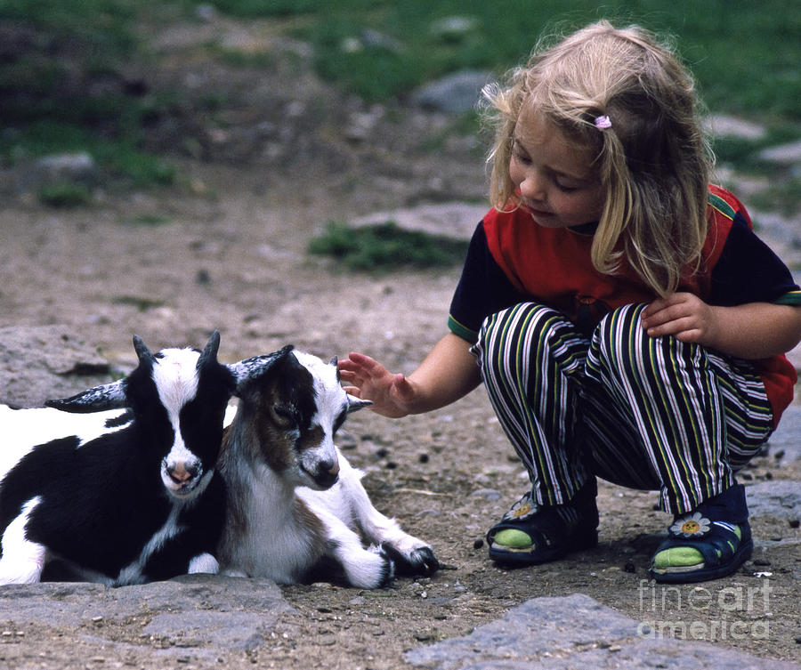 In The Petting Zoo Photograph by Heiko Koehrer-Wagner