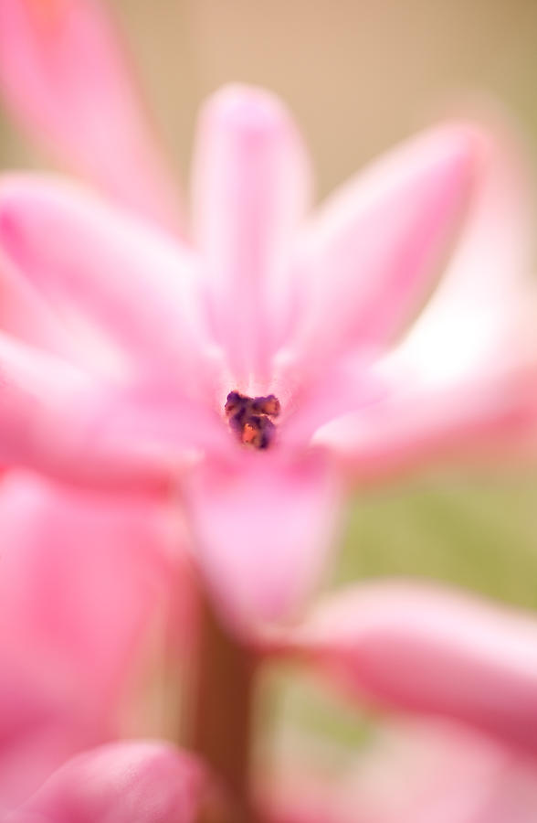 Flower Photograph - In the Pink by Sue OConnor