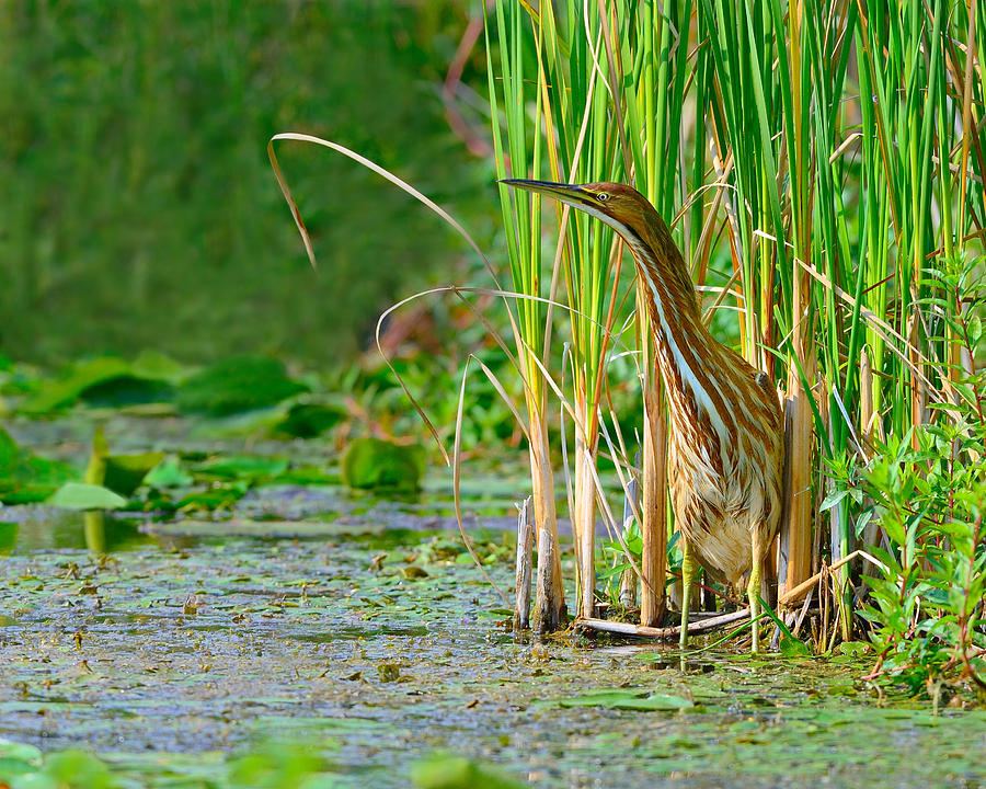 In The Reeds Photograph by Tony Beck