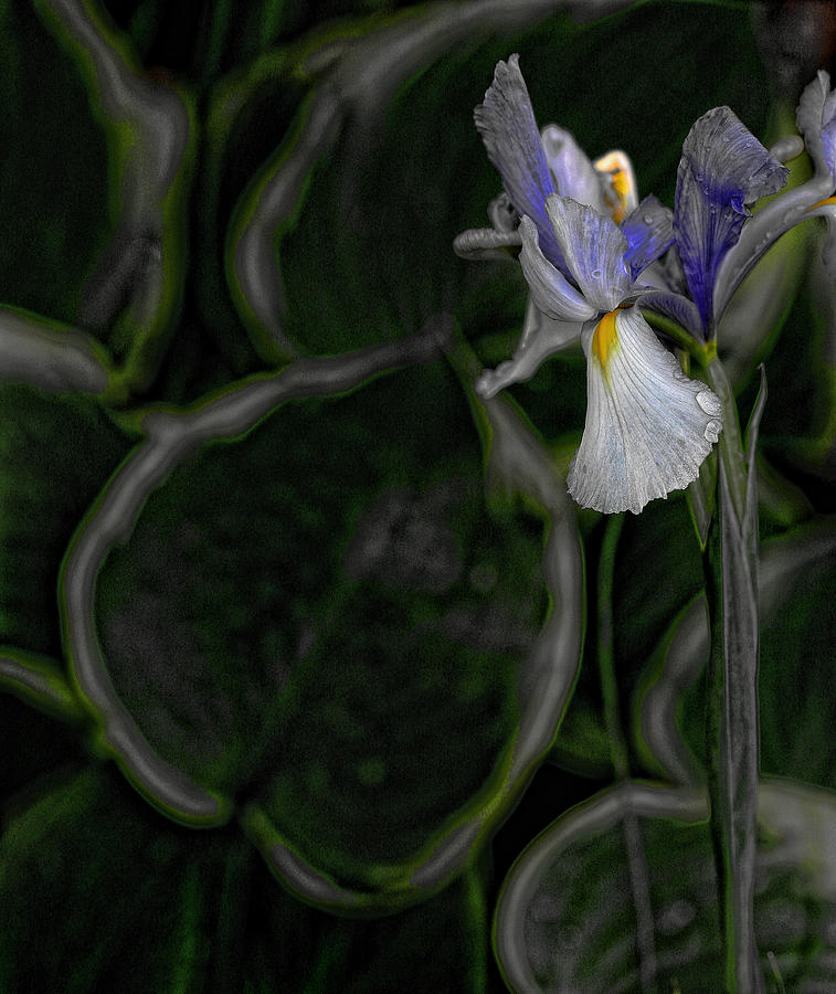 Iris Photograph - In the Silence by Bonnie Bruno