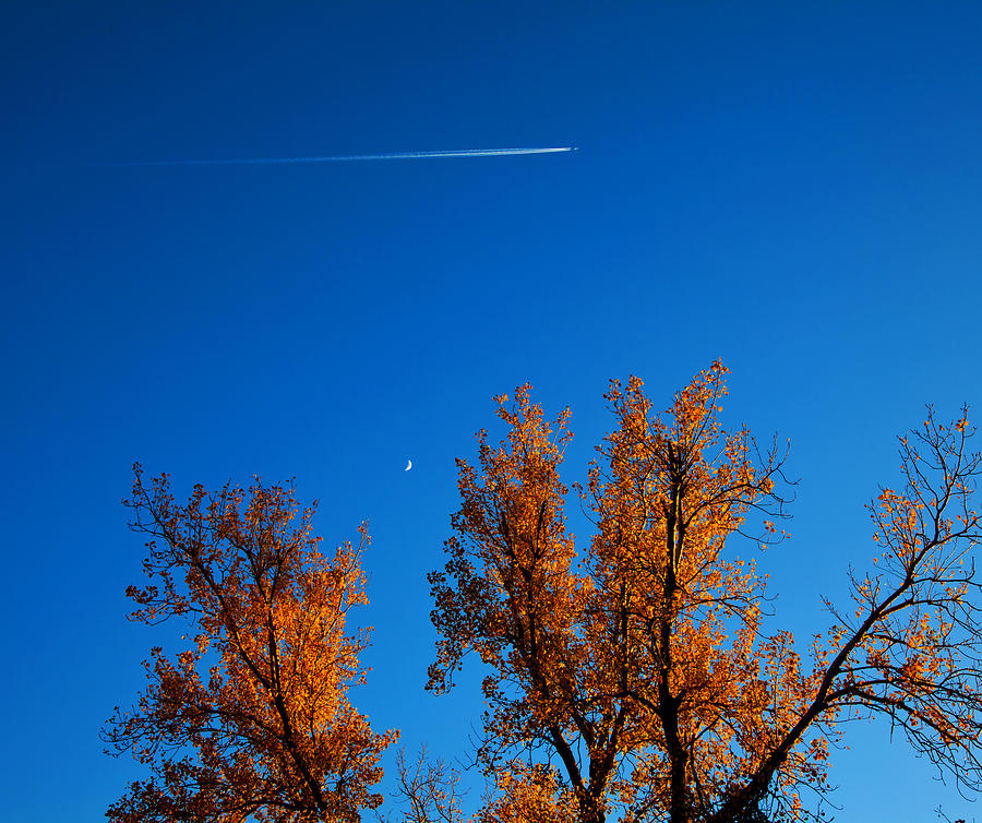 Tree Photograph - In the sky by Toni Hopper