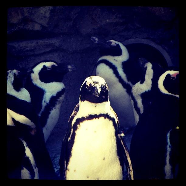 Summer Photograph - In The Spotlight #penguin #zoo #summer by Jessie Schafer
