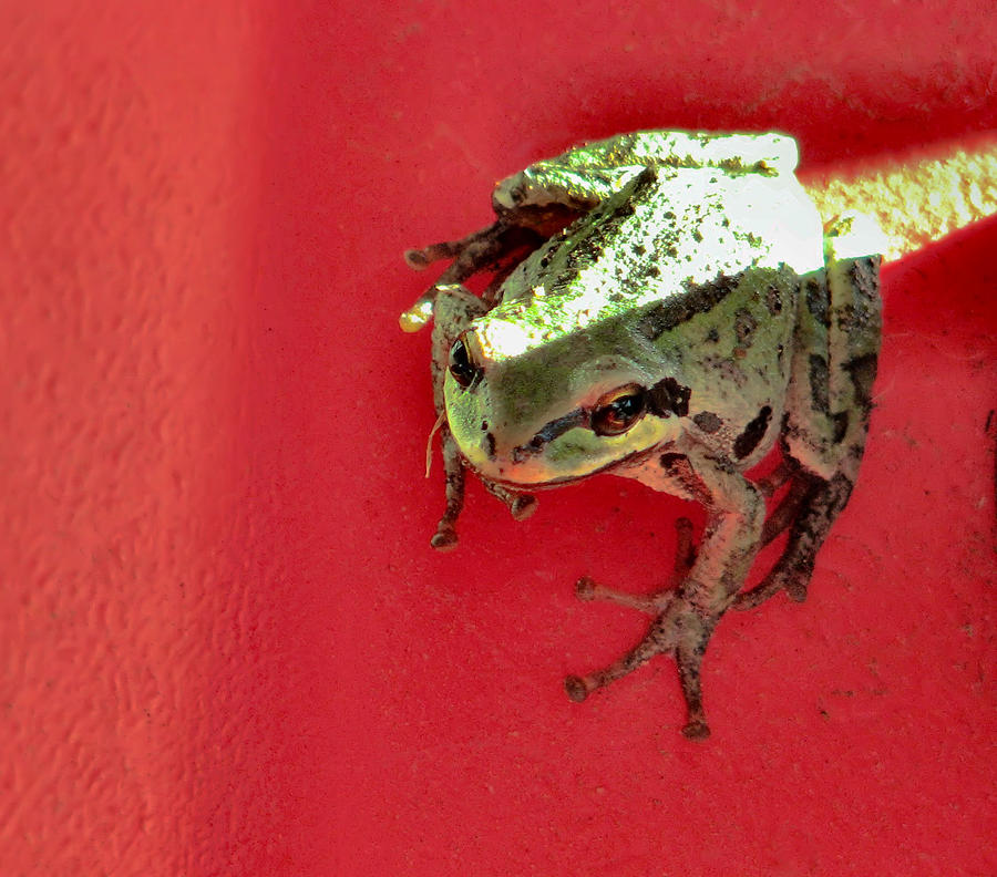 Frog Photograph - In The Spotlight by Rory Siegel
