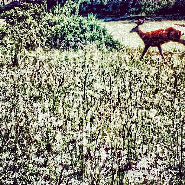 Summer Photograph - In The Wild. This Deer Was Maybe 5ft by Daniel Larson
