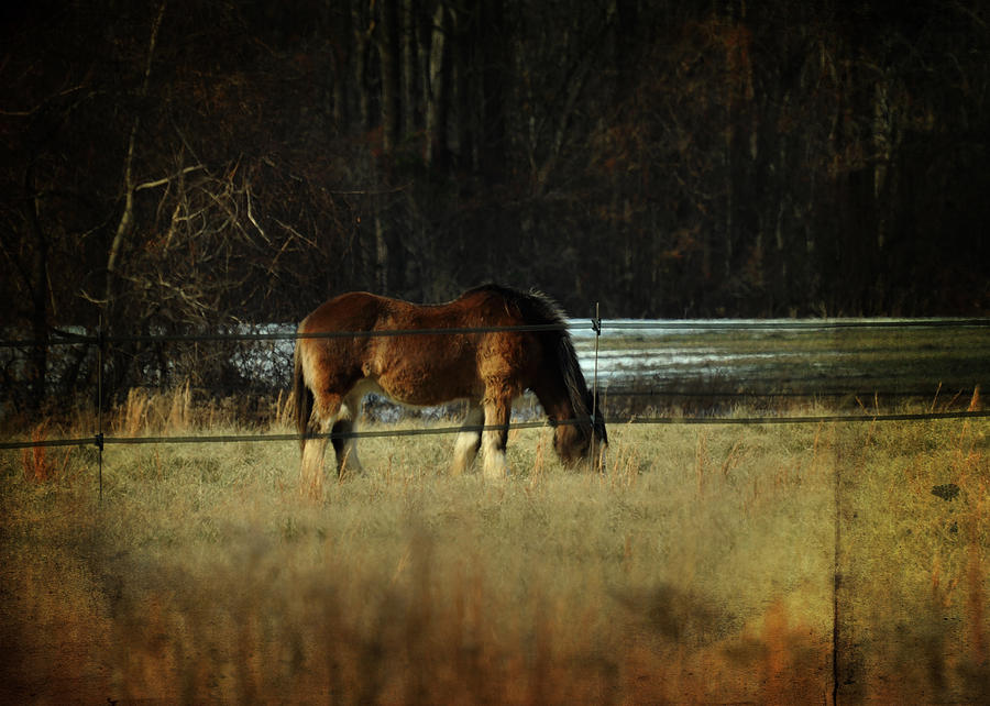 In the Winter Pasture Photograph by Rebecca Sherman