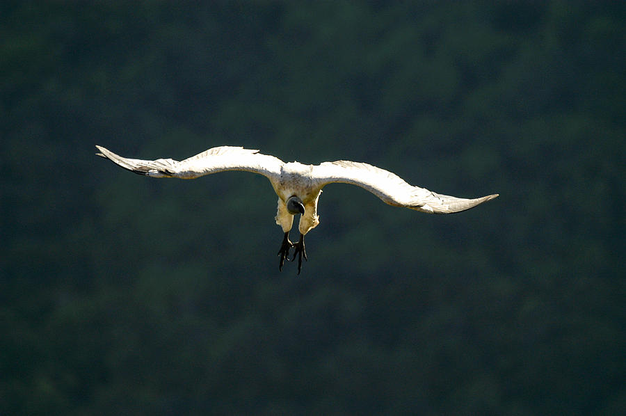 In to land Photograph by Alistair Lyne