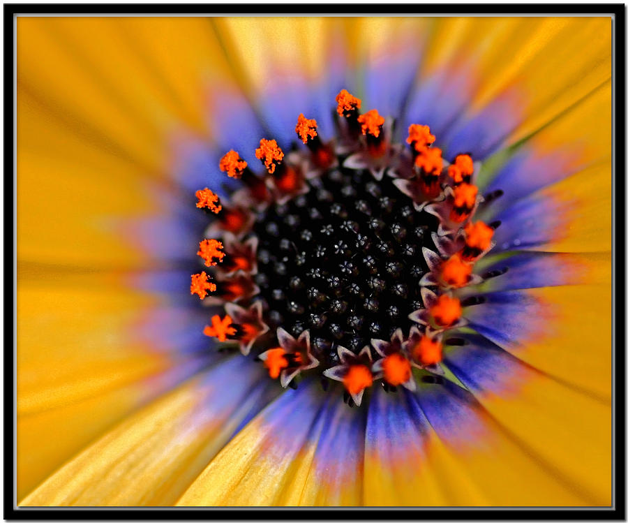 Daisy Photograph - In Your Face by Chet King