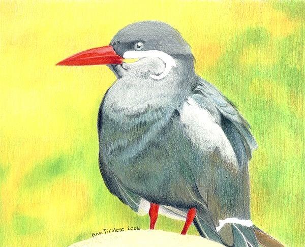 Inca Tern Drawing by Ana Tirolese