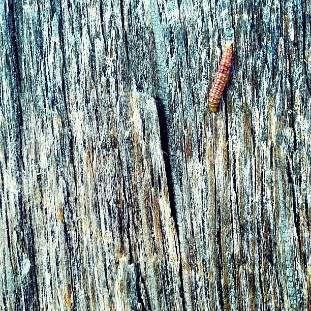Nature Photograph - Inchworm by Natasha Marco