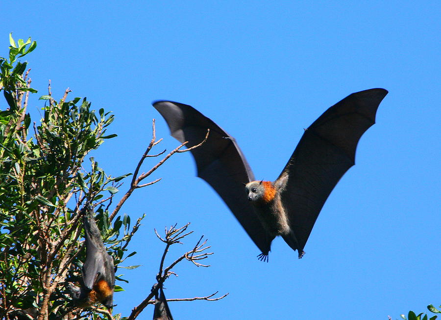 Incoming - Grey-headed Flying Fox Photograph by Bruce J Robinson