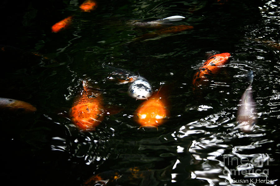 Incoming Koi Missiles Photograph by Susan Herber