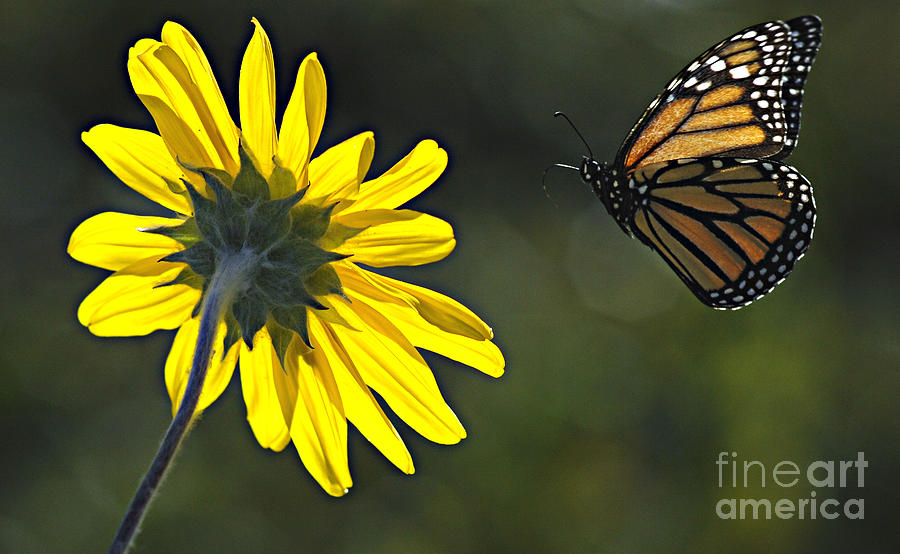 Incoming Monarch Photograph by Bob Christopher
