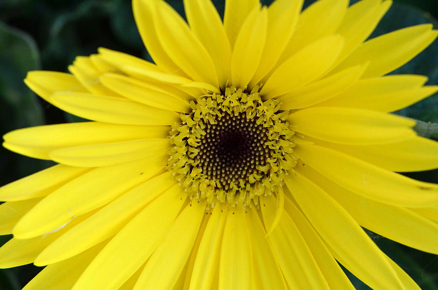 Yellow Flower Photograph - Incredible Morning.. by Tanya Tanski